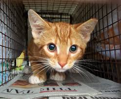 A curious cat looking right through the lens. Trap Neuter Return Tnr Of Feral Cats Alabama Animal Alliance Inc