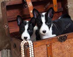 We did not find results for: Black Basenji Puppies Dogs Is Sitting In A Chest With Decorations Stock Photo Picture And Royalty Free Image Image 86566408