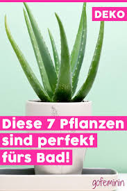 Ich habe eine aloe vera pflanze online bestellt und sie ist eben angekommen. Pflanzen Machen Jeden Raum Wohnlicher Und Schoner Doch Nicht Jede Pflanze Fuhlt Sich In Jedem Raum Wohl D Pflanzen Im Badezimmer Pflanzen Wohnzimmer Pflanzen