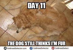 However, if you consider a fat cat to be your spirit. Funny Fat Cat Memes Clean Cat S Blog