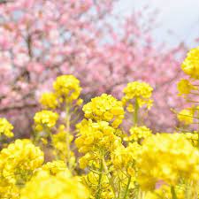 御殿場 櫻花東京近郊小旅行內行人才知道的松田町櫻花祭二月賞櫻首推最早開花的河津櫻除了伊豆之外 在松田町的西平畑公園這裡可以欣賞到河津櫻x富士山x油菜花三種景色一次滿足是在地人的賞櫻私房景點來這裡看櫻花不用跟洶湧人潮人擠人