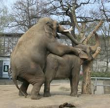 File:Elephant Berlin Zoo having Sex cropped.JPG - Wikimedia Commons