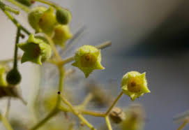 Image result for Malvaceae: Byttnerioideae, Helicteroideae