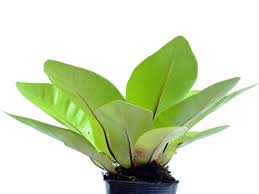 Image result for Asplenium abyssinicum