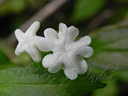 Image result for Ceropegia rendallii