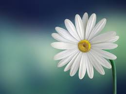 We did not find results for: 15 Flower Names In Hindi And English Owlcation