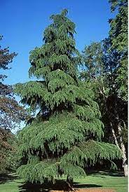 We offer cedar trees for privacy as well as taller varieties that add 4 season color to the garden. Favorite Tree Evergreen Landscape Backyard Landscaping Backyard Landscaping Designs