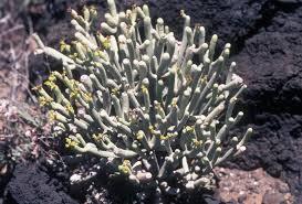 Image result for Synadenium pereskiifolium