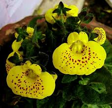 Image result for Calceolariaceae