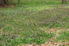 These pictures of lawn weeds are organized alphabetically. Henbit The Cultivator