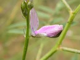 Image result for Cyamopsis