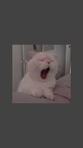 Jual produk cat kacamata anjing kucing hewan murah dan terlengkap. Lockscreen Papeldeparede Wallpaper Funny Cat Wallpaper Cute Cat Wallpaper Cat Wallpaper