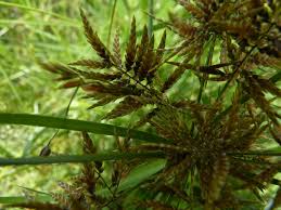 Image result for Pycreus macrostachyus