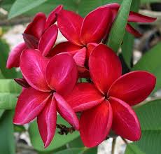 Pin On Plumeria