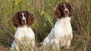 Masaustu Hayvanlar Ot Ispanyollar 1920x1080 Piksel Memeli Gibi Kopek Etobur Ispanyol Kopek Turu Ingiliz Cocker Spaniel Av Kopegi Ingiliz Springer Spaniel Fransiz Spaniel Galce Salincak Spaniel Kucuk Usta Saha Spaniel Alman