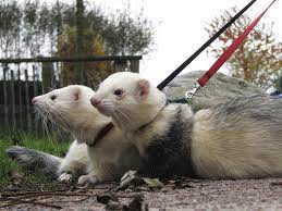 Neutered males generally grow bigger, weighing between 4 to 6 pounds, while unneutered males only weigh around 2 to 4 pounds. A Veterinarian Discusses Ferret Health Problems