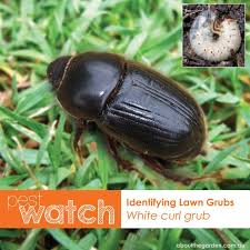 The witchetty grub is the larvae of xyleutes biarpiti which is a large grey moth of the cossidae family. Pest Watch Did You Know There Are 2 Types Of Lawn Grubs This Is The White Curl Grub The Larvae Of The African Black Beetle White Curl Grub Garden Grubs