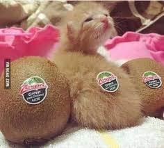 Shop at amazon fashion for a wide selection of clothing, shoes, jewelry and watches for both men and women at amazon.com. Happy International Cat Day Cute Animals Cute Baby Animals Baby Animals