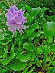 File Eichhornia Crassipes 001 Jpg Wikimedia Commons Floating Pond Plants Pond Plants Water Hyacinth