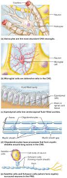 Nervous Tissue Human Anatomy Nervous System Anatomy Medical Anatomy Human Anatomy And Physiology