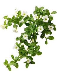 Image result for Bacopa monnieri