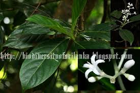 Image result for Gaertnera