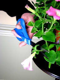 When planting trailing petunias in containers or hanging baskets, angle the plant at 45 degrees to encourage cascading. A Petunia For Winter Opera Supreme Pink Morn Kevin Lee Jacobs