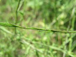 Image result for Sisymbrium burchellii