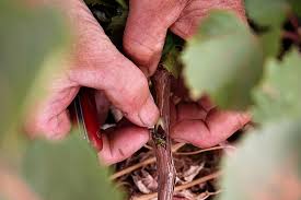 Image result for graft grape vines