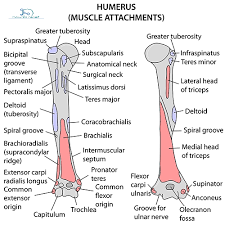 Humerus Anatomy Bony Landmarks Muscle Attachment How To Relief Upper Limb Anatomy Muscle Anatomy Human Bones Anatomy