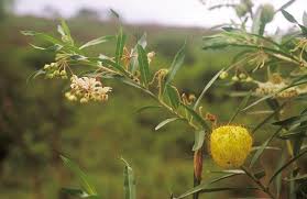 Image result for Gomphocarpus fruticosus