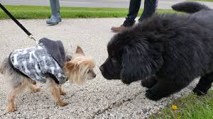 Don't bring your puppy near random dogs. Puppy Socialization How To Raise A Friendly Dog Dogtime