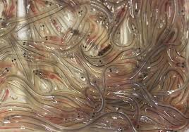 La civelle ou l'alevin de l'anguille se fait de plus en plus rare à tel point que ce petit poisson translucide est au cœur de certains trafics. Anguille Europeenne Le Gouvernement Menace La Survie De L Espece France Nature Environnement