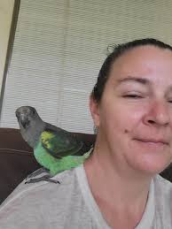 One of my parrots from a series.