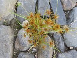 Image result for Cyperus amabilis