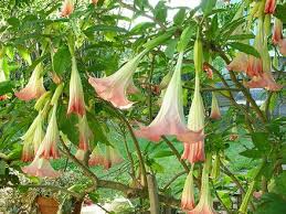 Pin On Dream Garden Inspirations