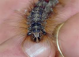Since gypsy moth larva naturally forage high for food its entirely possible they could be well beyond during the active season, gypsy moth larvae will be foraging onto the ground. Gypsy Moth Family Erebidae Field Station