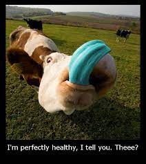 Mad Cow Disease Joke Silly Bunt