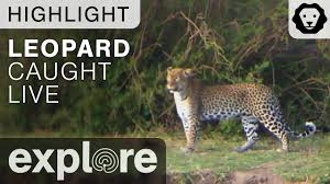 Leopard Caught On Live Cam Live Cam Highlight Youtube