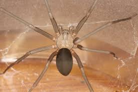 You also should see your doctor if you have an open sore or a bullseye mark, or if the bite gets worse after 24 hours. Dangerous Pests Of Michigan Brown Recluse Griffin Pest Solutions