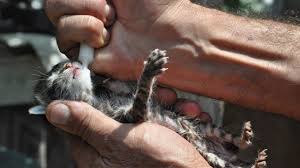 Kedi Yavrularini Siringayla Besliyor Son Dakika Haberleri