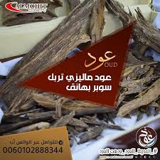 pin on عود
