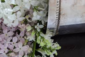 Next, select lilac varieties that grow in your grow zone. Growing Lilacs In The South