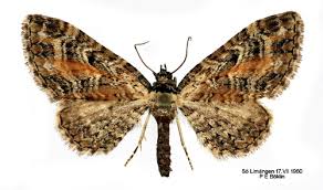Image result for Eupithecia icterata