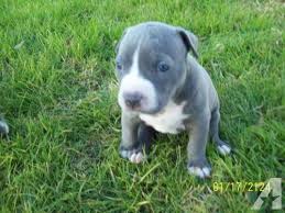 We have an excellent training program that every of our pitbull undergo. Adorable Pit Bull Puppies Dogs Photo 40668449 Fanpop