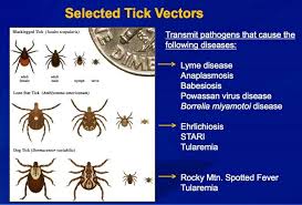 Tick Talk Tisserand Institute