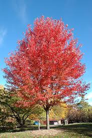 Autumn Blaze Maple Acer X Freemanii Jeffersred In