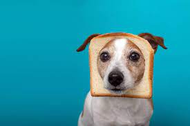 Can Dogs Eat Bread Petguide Can Dogs Eat Human Food For Dogs Dog Food Recipes