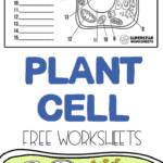 Animal vs plant cell parts add to my workbooks (8) download file pdf embed in my website or blog add to google classroom. Plant Cell Worksheets Superstar Worksheets