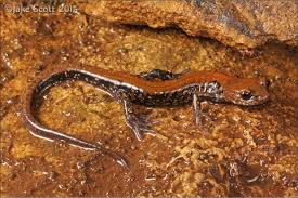 Image result for Macrotyloma rupestre × densiflo